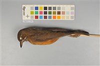 藏品(赤腹鶇)的圖片